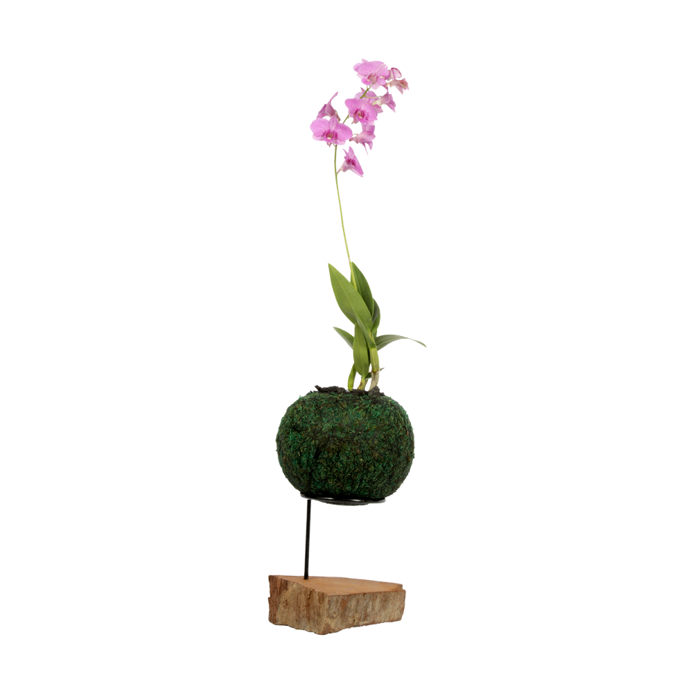PRE-ORDER KOKEDAMA ORKID