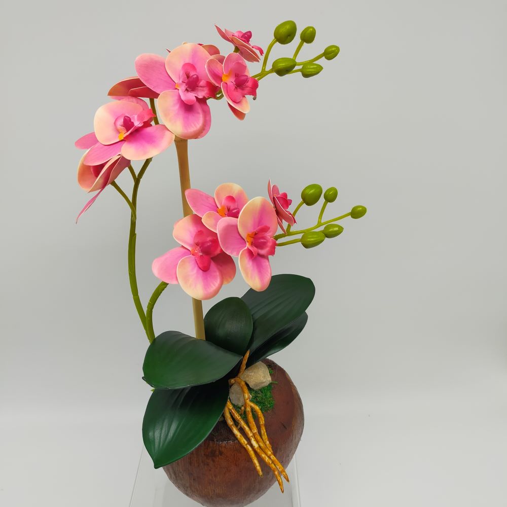 GUBAHAN ORKID PASU KELAPA