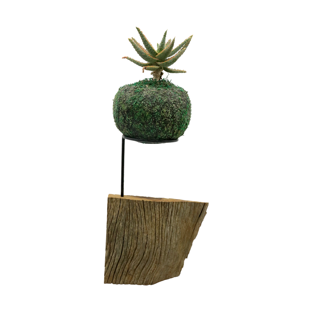 PRE-ORDER KOKEDAMA BERAPI