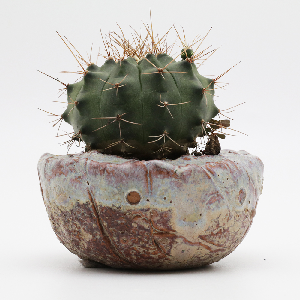 CACTUS POT