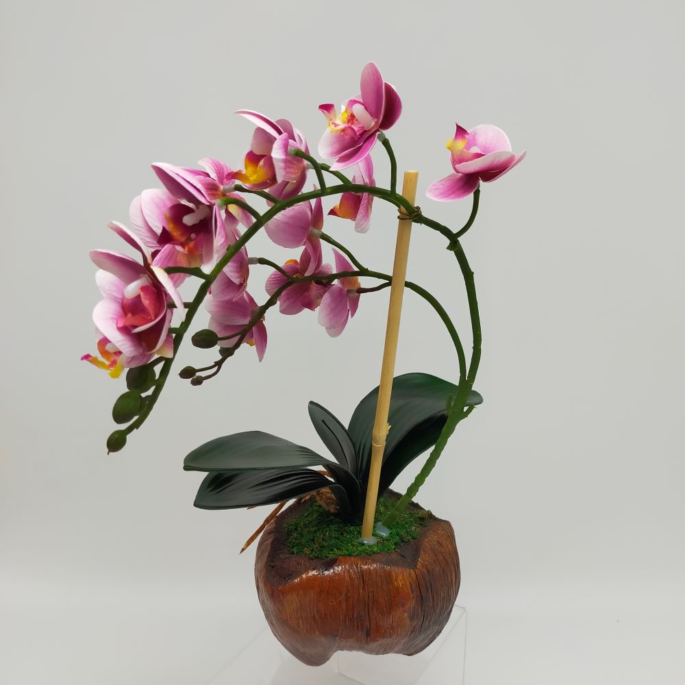 GUBAHAN ORKID PASU KELAPA