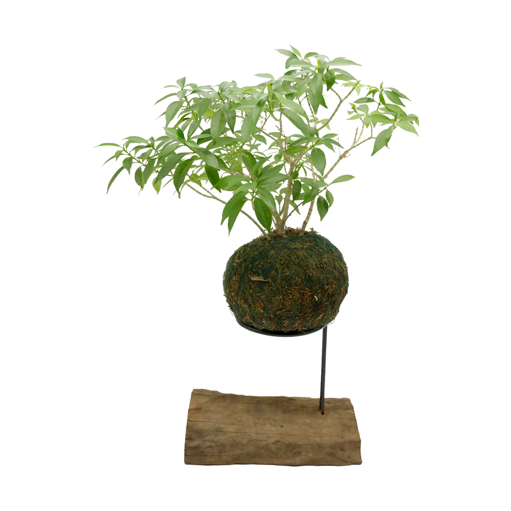 PRE-ORDER KOKEDAMA BONSAI