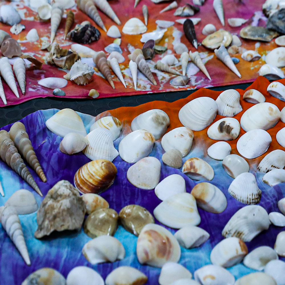 Sea shells - Raw Materials