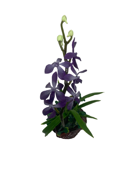 GUBAHAN ORKID PASU KERTAS