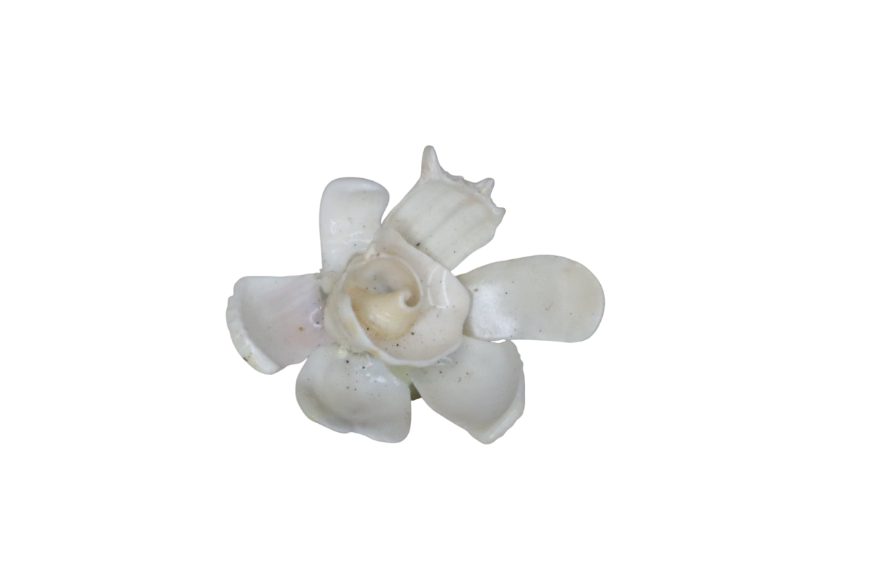 SHELL BROOCH 1