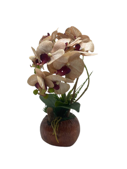 GUBAHAN ORKED PASU KELAPA