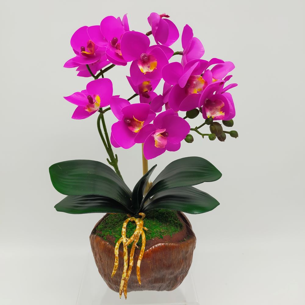 GUBAHAN ORKID PASU KELAPA